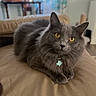 Coop joined the competition — help win amazing prizes! animal, cat, collar, couch, cozy, feline, fish_shaped_tag, fluffy, fur, gray_cat, home, indoor, leather, looking_at_camera, pet, relaxed, soft_focus, tag, whiskers, yellow_eyes