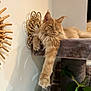 cat, ginger_cat, relaxed, lounging, indoor, cat_tree, plush, paw, feline, decor, wicker, plant, leafy, cozy, pet, animal, fur, whiskers, resting, home