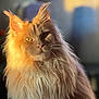 cat, long_hair, orange_fur, yellow_eyes, pet, indoor, sunlight, portrait, feline, fluffy, whiskers, close_up, animal, domestic_cat, cute, soft_light, warm_colors, relaxed, beautiful, fur
