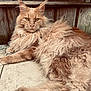 cat, fluffy, long_hair, amber_eyes, ears, resting, floor, wooden_background, pet, animal, feline, close_up, relaxed, tufted_ears, indoor, cute, mammal, whiskers, fur, portrait