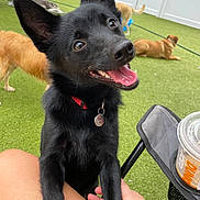 Rory is registered to the contest to win money with this photo: black_dog, dog, pet, smiling, happy, outdoor, grass, collar, red_collar, canine, animal, playful, lawn, fence, person, hand, tattoo, chair, cup, drink