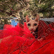 Pixie is registered to the contest to win money with this photo: cat, sphynx_cat, christmas_tree, snow, red_tulle, glitter, holiday, decorations, festive, indoors, curious, pet, animal, closeup, green_eyes, striped_clothing, branch, ornament, winter, celebration