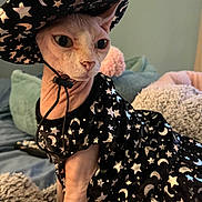 Pixie joined the competition — help win amazing prizes! animal, bed, blanket, cat, closeup, costume, cozy, cushion, cute, feline, hairless_cat, indoor, moons, pet, portrait, robe, soft_lighting, sphynx_cat, stars, wizard_hat