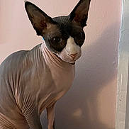 Blue joined the competition — help win amazing prizes! sphynx_cat, cat, hairless_cat, pet, indoor, animal, wrinkles, ears, pink_wall, close_up, feline, curious, looking_at_camera, domestic_cat, portrait, sitting, four_legs, whiskers, skin_texture, shadow
