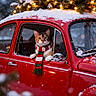 animal, cat, christmas_lights, cold, cozy, decoration, festive, holiday, nature, outdoor, pet, pine_branches, red_car, scarf, seasonal, snow, snowfall, vintage_car, window, winter