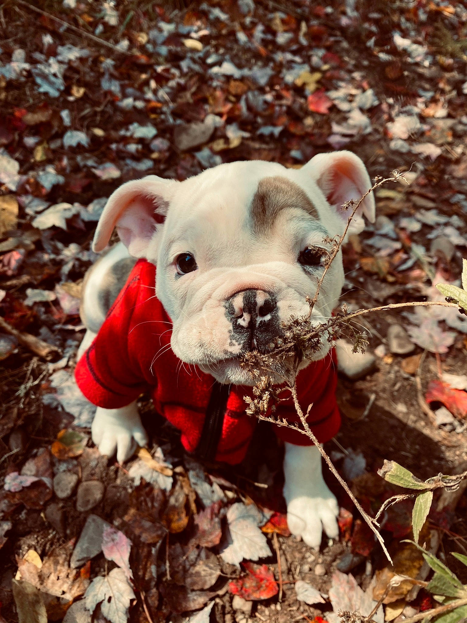 Remi joined the competition — help win amazing prizes! canidae, carnivore, collar, companion_dog, dog, dog_breed, dog_clothes, dog_collar, dog_supply, fashion_accessory, fawn, grass, mammal, paw, plant, snout, soil, sporting_group, terrestrial_animal, working_animal