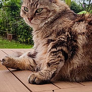 Tao a rejoint le concours — aidez-le/la à gagner de superbes lots ! cat, tabby, fluffy, outdoor, wooden_table, green_eyes, garden, plants, nature, pet, animal, feline, relaxed, fur, whiskers, ears, paws, cloudy_sky, daylight, portrait