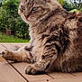 cat, tabby, fluffy, outdoor, wooden_table, green_eyes, garden, plants, nature, pet, animal, feline, relaxed, fur, whiskers, ears, paws, cloudy_sky, daylight, portrait
