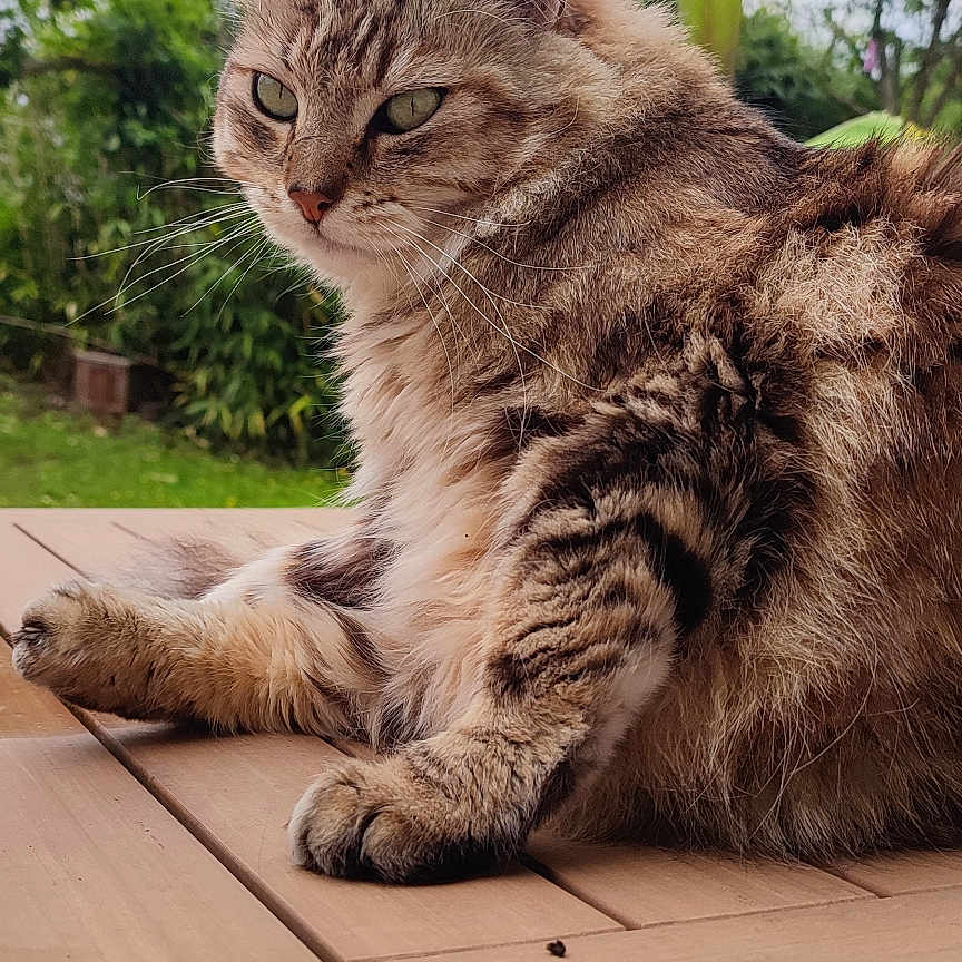 Tao a rejoint le concours — aidez-le/la à gagner de superbes lots ! animal, cat, cloudy_sky, daylight, ears, feline, fluffy, fur, garden, green_eyes, nature, outdoor, paws, pet, plants, portrait, relaxed, tabby, whiskers, wooden_table
