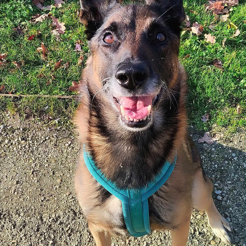 Mylo participe au concours pour gagner de l'argent avec cette photo : animal, autumn, black, brown, canine, daylight, dog, ears, friendly, german_shepherd, grass, harness, leaves, nature, nose, outdoor, path, pet, sitting, smiling