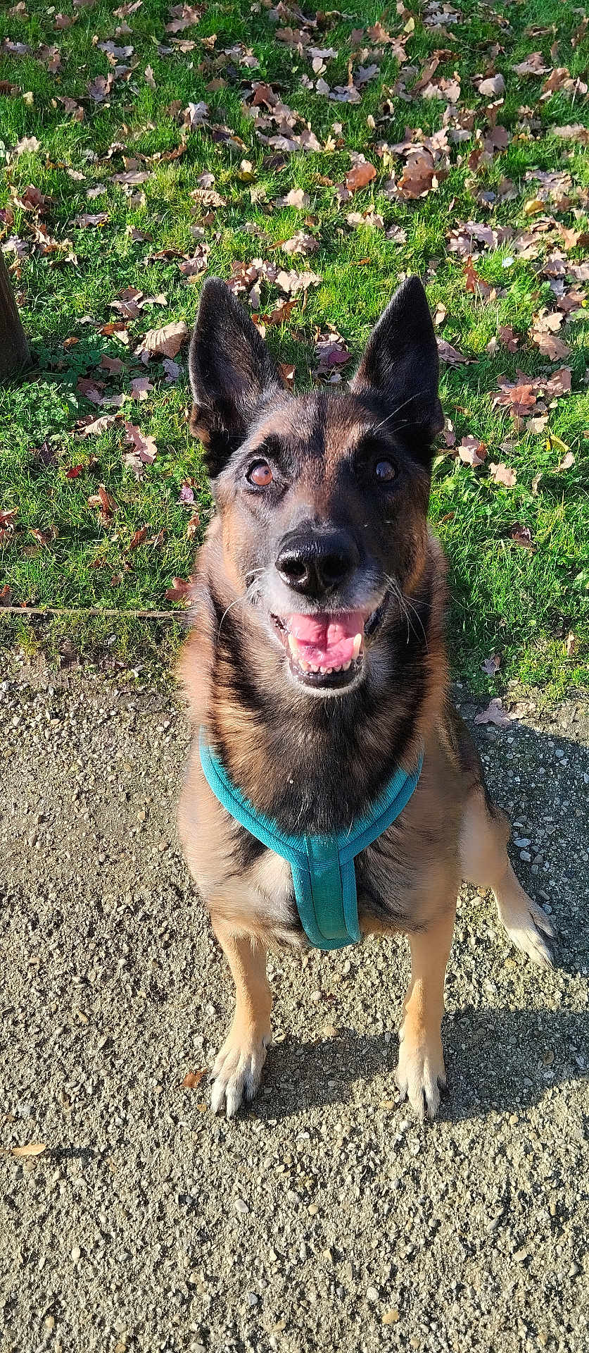 Mylo participe au concours pour gagner de l'argent avec cette photo : dog, german_shepherd, pet, animal, canine, harness, outdoor, grass, leaves, autumn, path, nature, smiling, sitting, friendly, brown, black, ears, nose, daylight