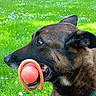Mylo participe au concours pour gagner de l'argent avec cette photo : animal, ball, canine, collar, daylight, dog, ears, field, fur, grass, greenery, mouth, nature, outdoor, park, pet, playful, rope, side_profile, toy