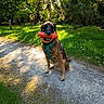 Mylo participe au concours pour gagner de l'argent avec cette photo : animal, canine, daylight, dog, grass, greenery, happy, leisure, nature, orange_toy, outdoor, park, path, pet, playful, shadows, sitting, sunlight, toy, trees
