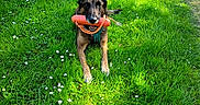 Mylo a rejoint le concours — aidez-le/la à gagner de superbes lots ! animal, canine, daytime, dog, field, flower, grass, greenery, happy, leisure, nature, outdoor, park, path, pet, playing, summer, sunlight, toy, tree