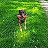 animal, canine, daytime, dog, field, flower, grass, greenery, happy, leisure, nature, outdoor, park, path, pet, playing, summer, sunlight, toy, tree