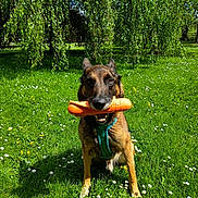 Mylo a rejoint le concours — aidez-le/la à gagner de superbes lots ! animal, canine, daytime, dog, flowers, german_shepherd, grass, greenery, happy, leaves, nature, orange_toy, outdoor, park, pet, playful, sitting, sunny, toy, tree