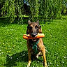 animal, canine, daytime, dog, flowers, german_shepherd, grass, greenery, happy, leaves, nature, orange_toy, outdoor, park, pet, playful, sitting, sunny, toy, tree