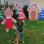 Mylo participe au concours pour gagner de l'argent avec cette photo : autumn, building, candy_cane, christmas_trees, daylight, decoration, dog, festive, german_shepherd, gingerbread_figure, gingerbread_house, grass, greenery, holiday_decorations, leaves, outdoor, park, pet, seasonal, smiling_figure