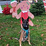 dog, german_shepherd, grass, leaves, autumn, outdoor, christmas_decorations, gingerbread_man, holiday, festive, tree, greenery, sculpture, decoration, park, nature, canine, pet, animal, seasonal
