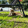 animal, blurred_background, cat, chair, daylight, domestic_animal, feline, fluffy, fur, garden, grass, greenery, lying_down, nature, outdoor, peaceful, pet, relaxed, resting, sunlight