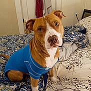 Mayhem is registered to the contest to win money with this photo: dog, brown_dog, blue_sweater, bed, bedding, patterned_bedding, indoor, pet, canine, looking_up, bedroom, blanket, comfort, fur, ears, eyes, white_paws, home, resting, cute