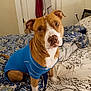 dog, brown_dog, blue_sweater, bed, bedding, patterned_bedding, indoor, pet, canine, looking_up, bedroom, blanket, comfort, fur, ears, eyes, white_paws, home, resting, cute