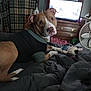 Mayhem joined the competition — help win amazing prizes! dog, bed, blanket, stuffed_toy, fan, dresser, television, indoor, pet, curious, shirt, brown_dog, resting, living_room, furniture, comfort, domestic, canine, toy, relaxed