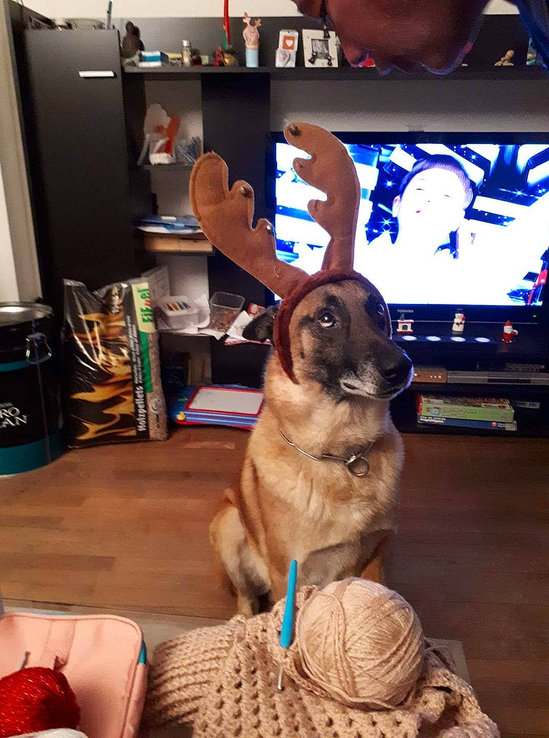 Helko a rejoint le concours — aidez-le/la à gagner de superbes lots ! canidae, carnivore, companion_dog, dog, dog_breed, fawn, leonberger, mammal, vertebrate