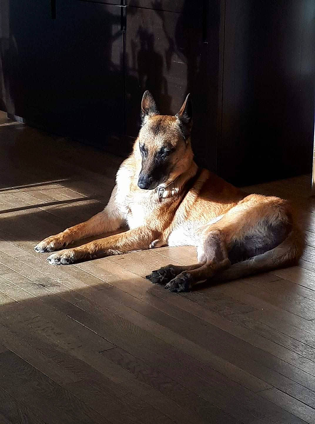 Helko participe au concours pour gagner de l'argent avec cette photo : belgian_shepherd, belgian_shepherd_malinois, canidae, carnivore, dog, dog_breed, fawn, german_shepherd_dog, kunming_wolfdog, mammal, old_german_shepherd_dog, snout, street_dog, tervuren, wolfdog, working_dog