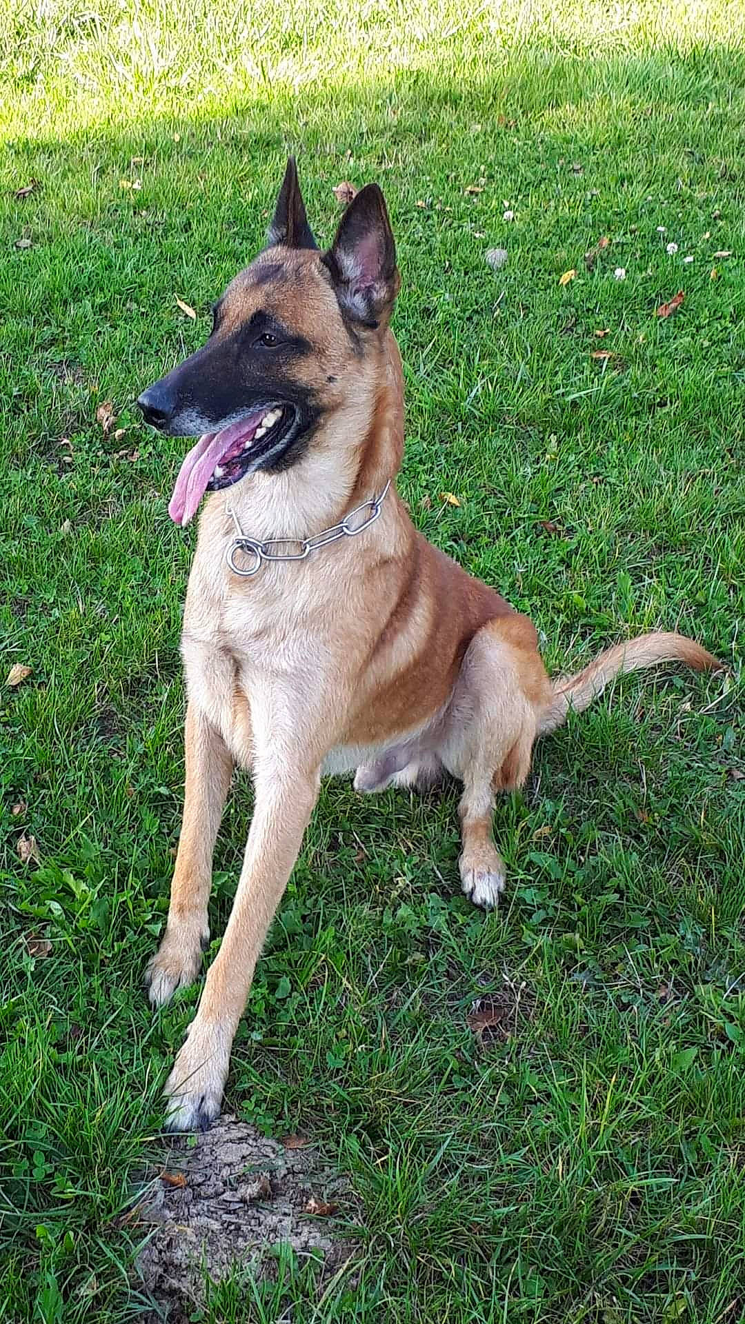 Helko a rejoint le concours — aidez-le/la à gagner de superbes lots ! belgian_shepherd, belgian_shepherd_malinois, canidae, carnivore, dog, dog_breed, east_european_shepherd, fawn, german_shepherd_dog, grass, king_shepherd, kunming_wolfdog, laekenois, mammal, old_german_shepherd_dog, rare_breed_dog, shiloh_shepherd_dog, tervuren, vertebrate, working_dog