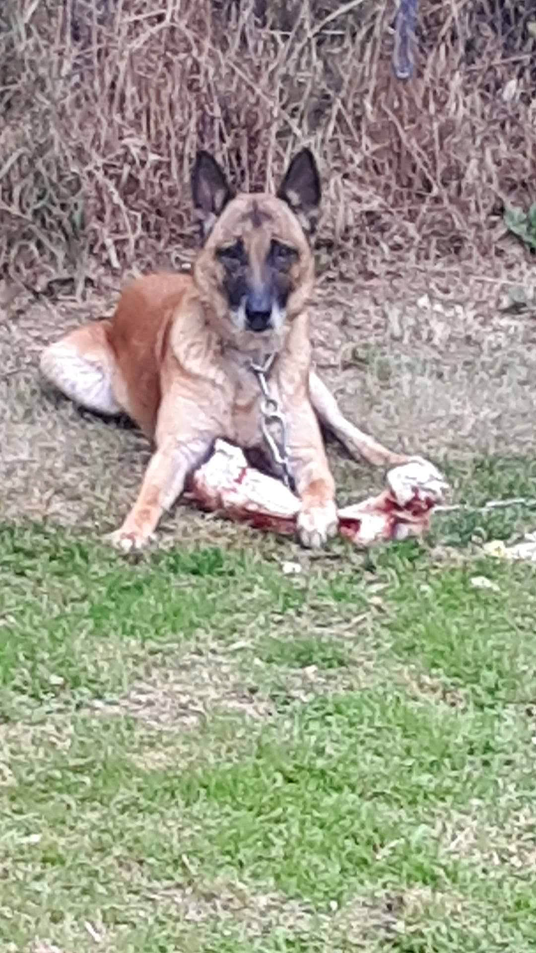 Helko participe au concours pour gagner de l'argent avec cette photo : akita, belgian_shepherd_malinois, canidae, carnivore, dog, dog_breed, east_european_shepherd, fawn, german_shepherd_dog, grass, mammal, old_german_shepherd_dog, vertebrate, working_dog