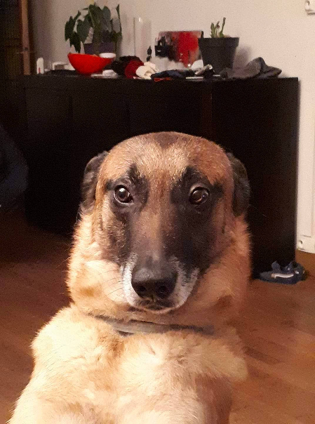 Helko participe au concours pour gagner de l'argent avec cette photo : canidae, carnivore, dog, dog_breed, fawn, mammal, nose, potcake_dog, rare_breed_dog, snout, street_dog, vertebrate, whiskers