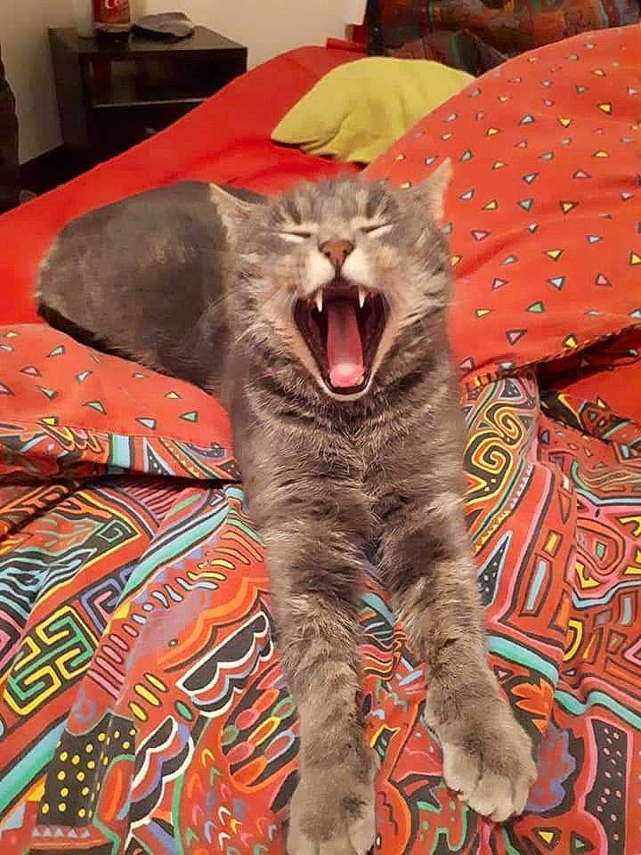 Mister Jingle a rejoint le concours — aidez-le/la à gagner de superbes lots ! asian, carnivore, cat, chartreux, domestic_short_haired_cat, dragon_li, european_shorthair, facial_expression, felidae, kitten, mammal, pixie_bob, small_to_medium_sized_cats, tabby_cat, whiskers, yawn