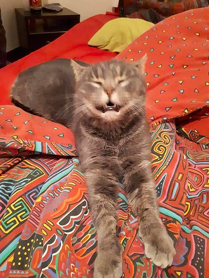 Mister Jingle participe au concours pour gagner de l'argent avec cette photo : asian, carnivore, cat, chartreux, domestic_short_haired_cat, european_shorthair, felidae, kitten, mammal, pixie_bob, small_to_medium_sized_cats, tabby_cat, vertebrate, whiskers