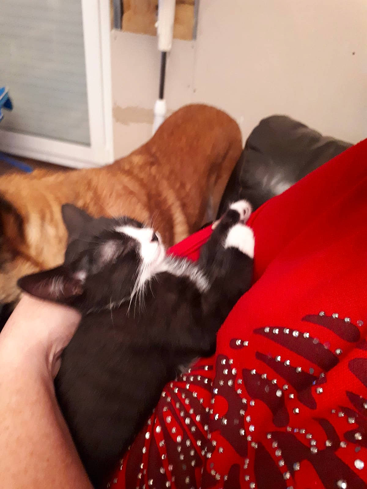 Pixel a rejoint le concours — aidez-le/la à gagner de superbes lots ! boston_terrier, boxer, canidae, carnivore, companion_dog, dog, dog_breed, fawn, furniture, nap, non_sporting_group, puppy, room, sporting_group