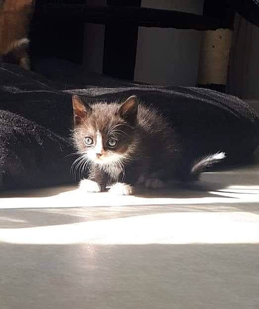 Pixel participe au concours pour gagner de l'argent avec cette photo : carnivore, cat, domestic_short_haired_cat, european_shorthair, eye, felidae, fur, kitten, norwegian_forest_cat, nose, polydactyl_cat, sitting, small_to_medium_sized_cats, snout, tabby_cat, whiskers