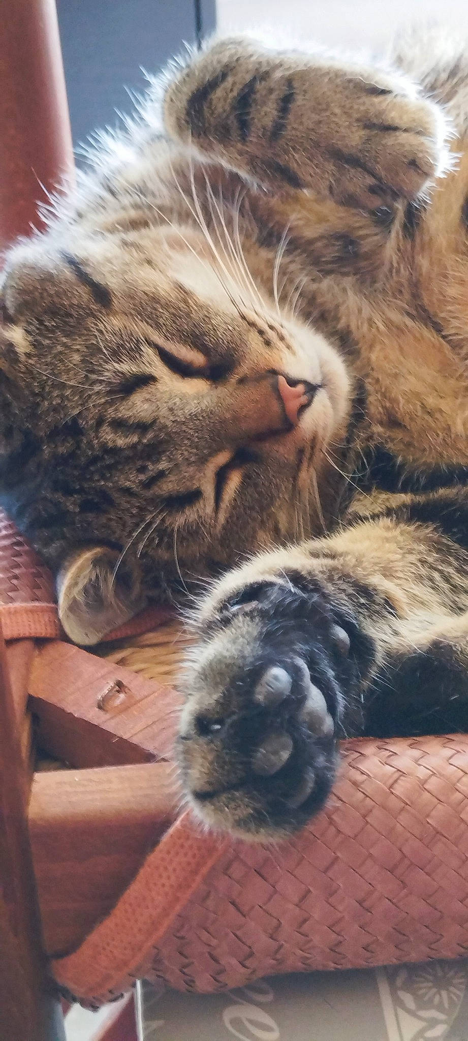 Roket a rejoint le concours — aidez-le/la à gagner de superbes lots ! carnivore, cat, claw, comfort, domestic_short_haired_cat, fawn, felidae, fur, nap, paw, sleep, small_to_medium_sized_cats, snout, tail, terrestrial_animal, whiskers, wildlife, wood