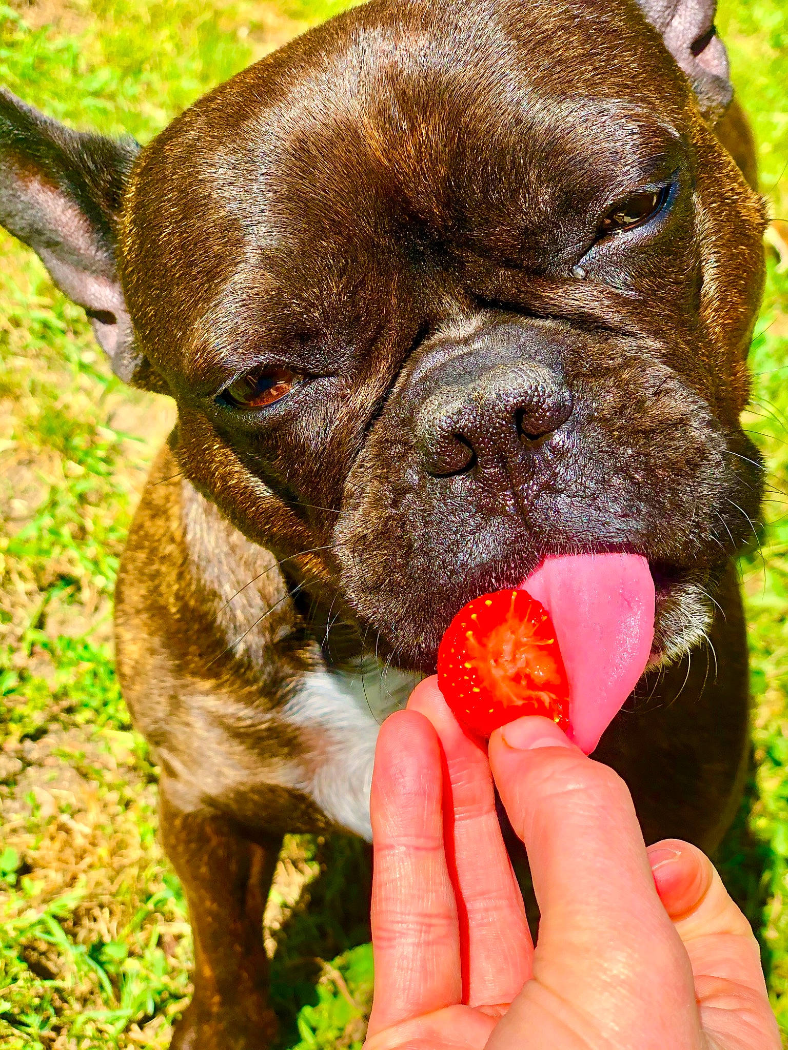 Laly participe au concours pour gagner de l'argent avec cette photo : boxer, bulldog, canidae, carnivore, companion_dog, dog, dog_breed, fawn, french_bulldog, grass, mammal, molosser, non_sporting_group, plant, puppy, rare_breed_dog, renascence_bulldogge, snout, sporting_group, vertebrate