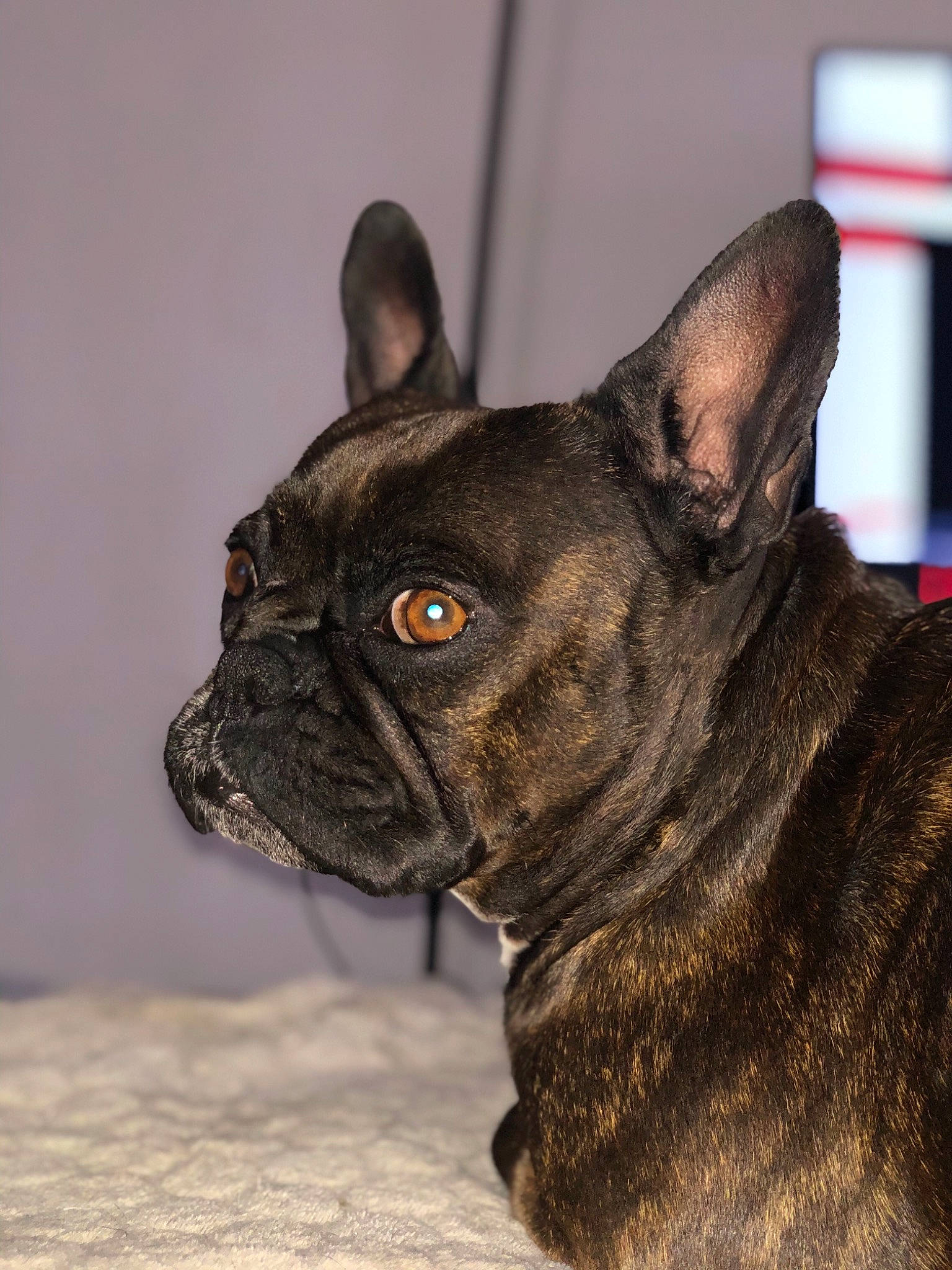 Laly participe au concours pour gagner de l'argent avec cette photo : bulldog, canidae, carnivore, companion_dog, dog, dog_breed, dog_collar, ear, fawn, french_bulldog, mammal, non_sporting_group, puppy, rare_breed_dog, snout, toy_bulldog, vertebrate, whiskers