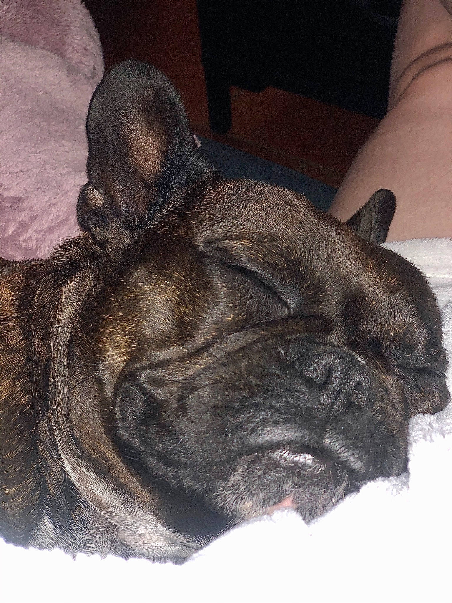 Laly a rejoint le concours — aidez-le/la à gagner de superbes lots ! bulldog, bullmastiff, canidae, carnivore, companion_dog, dog, dog_breed, fawn, french_bulldog, mammal, molosser, non_sporting_group, old_english_bulldog, olde_english_bulldogge, puppy, snout, toy_bulldog, vertebrate