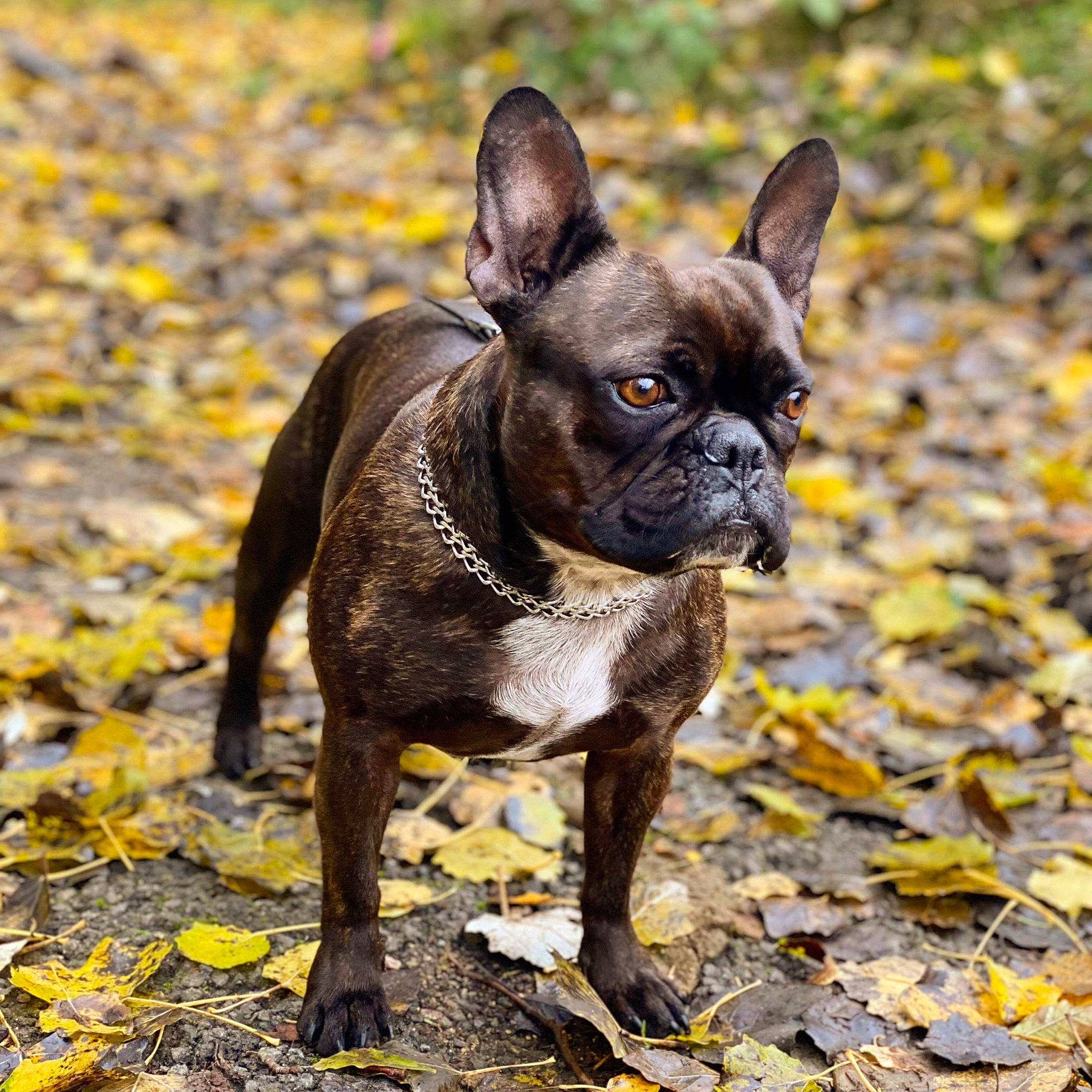Laly participe au concours pour gagner de l'argent avec cette photo : bulldog, canidae, carnivore, companion_dog, dog, dog_breed, fawn, french_bulldog, grass, mammal, non_sporting_group, plant, puppy, rare_breed_dog, snout, sporting_group, toy_bulldog, tree, vertebrate, whiskers