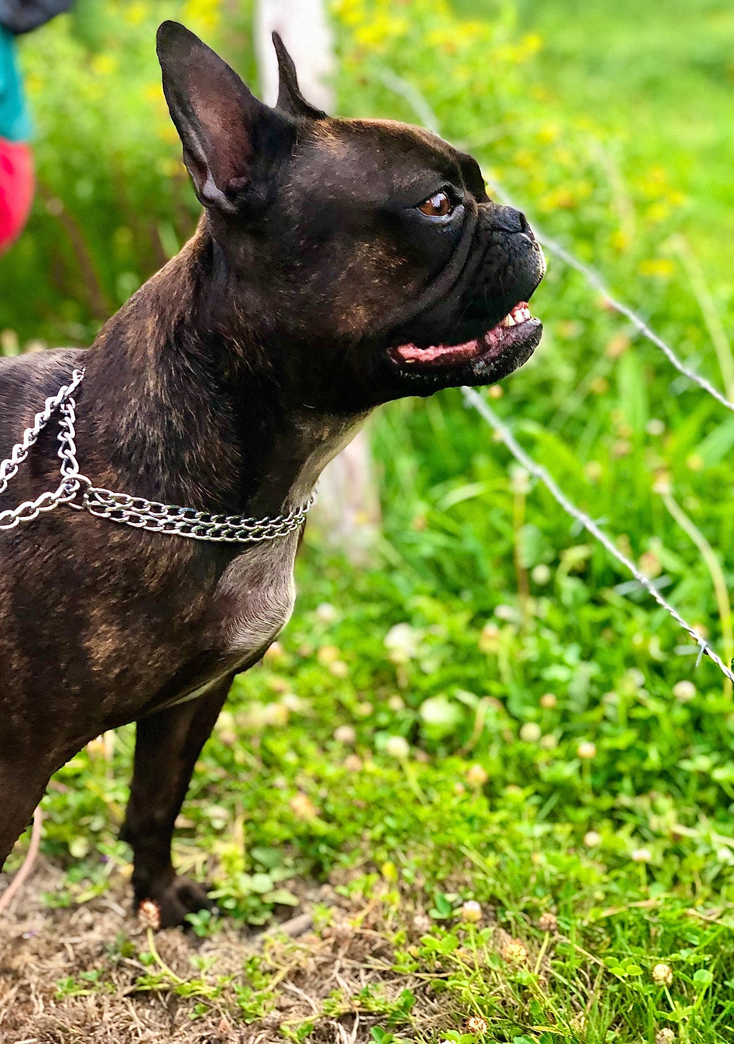 Laly a rejoint le concours — aidez-le/la à gagner de superbes lots ! ancient_dog_breeds, boston_terrier, canidae, carnivore, companion_dog, dog, dog_breed, fawn, french_bulldog, grass, mammal, molosser, non_sporting_group, rare_breed_dog, snout, vertebrate