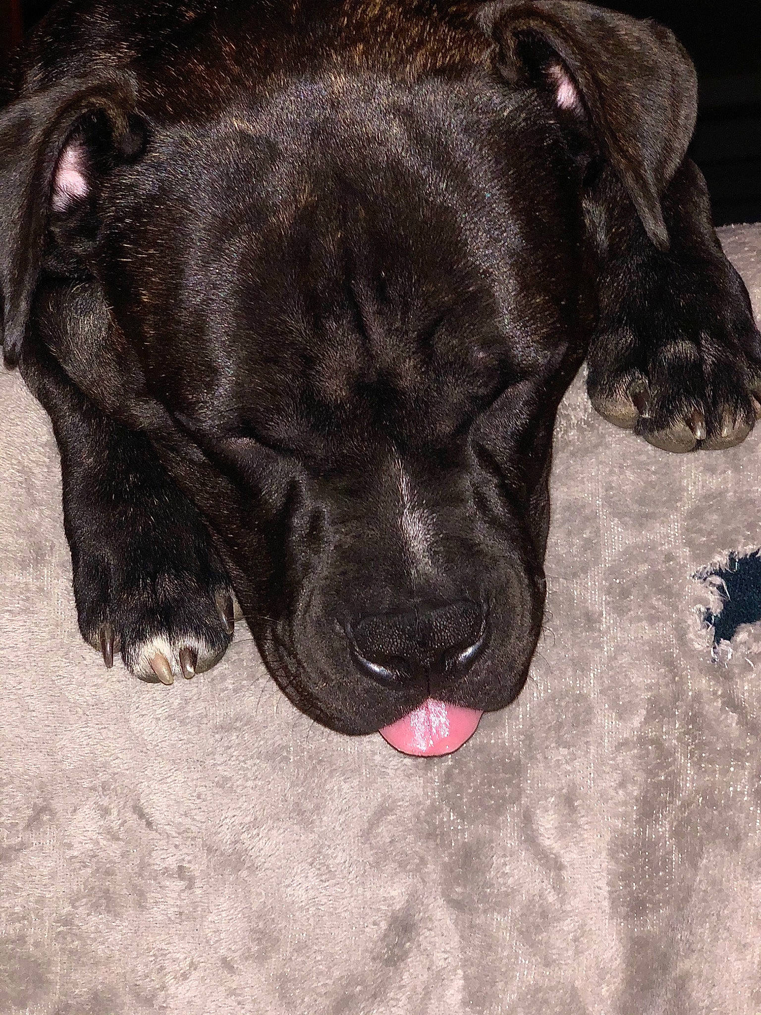 Chivas a rejoint le concours — aidez-le/la à gagner de superbes lots ! bandog, cane_corso, canidae, carnivore, dog, dog_breed, fawn, great_dane, guard_dog, labrador_retriever, mammal, non_sporting_group, nose, snout, sporting_group, vertebrate, whiskers