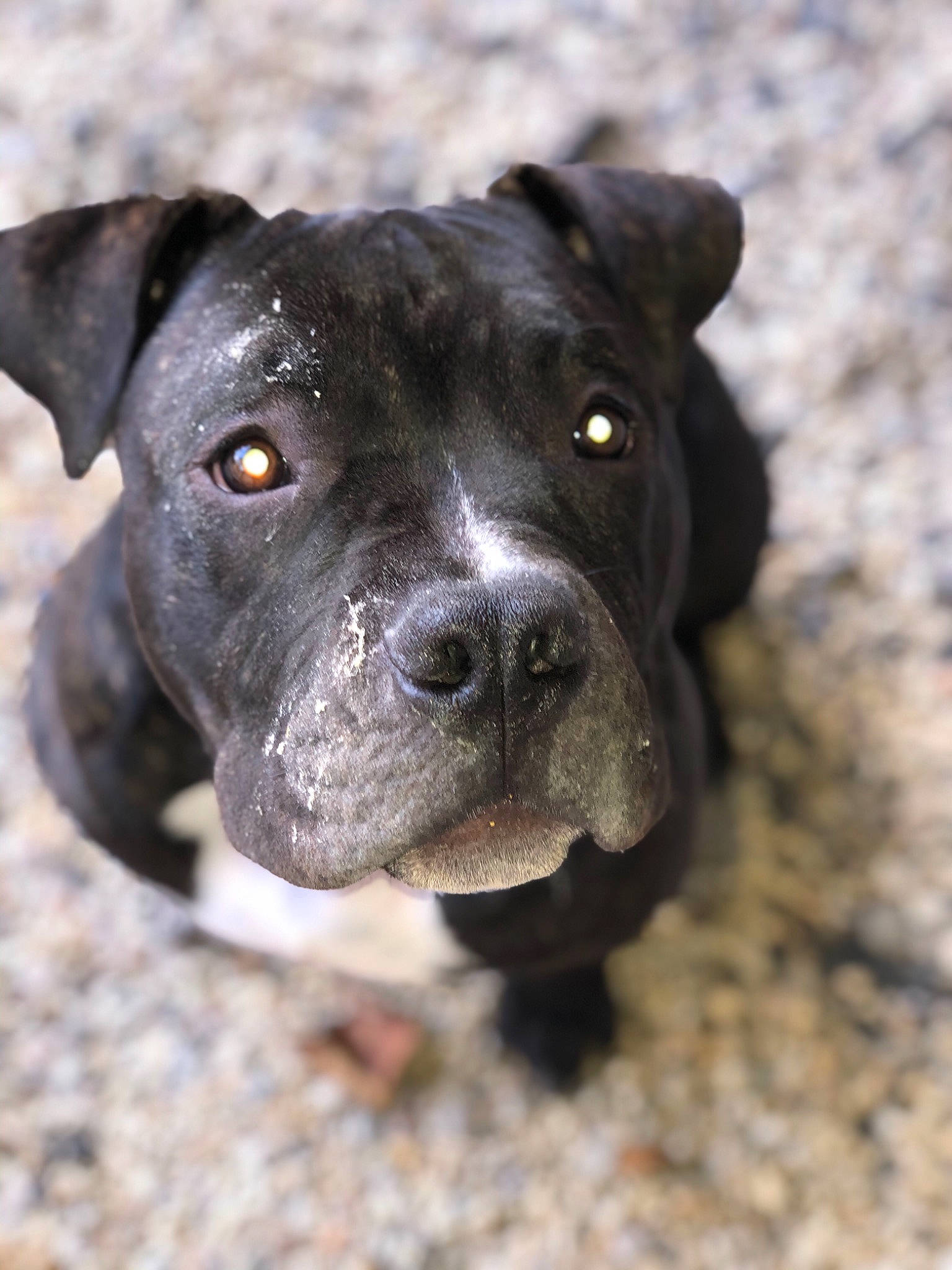 Chivas a rejoint le concours — aidez-le/la à gagner de superbes lots ! alaunt, american_pit_bull_terrier, american_staffordshire_terrier, bandog, cane_corso, canidae, carnivore, dog, dog_breed, fawn, mammal, molosser, non_sporting_group, nose, rare_breed_dog, snout, sporting_group, staffordshire_bull_terrier, vertebrate, whiskers