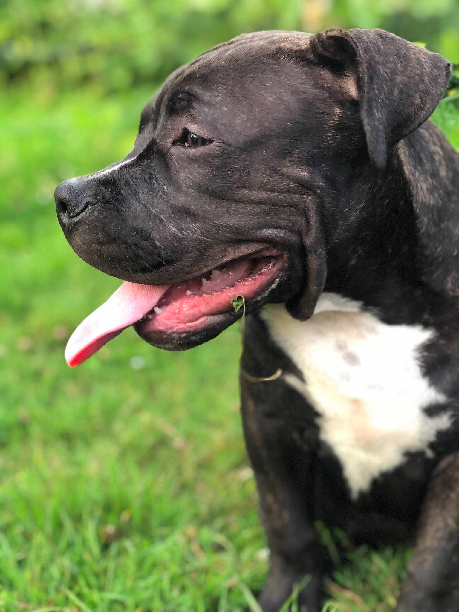 Chivas a rejoint le concours — aidez-le/la à gagner de superbes lots ! alano_espanol, alaunt, american_pit_bull_terrier, american_staffordshire_terrier, bandog, cane_corso, canidae, carnivore, cordoba_fighting_dog, dog, dog_breed, guard_dog, mammal, molosser, non_sporting_group, perro_de_presa_canario, rare_breed_dog, snout, sporting_group, vertebrate