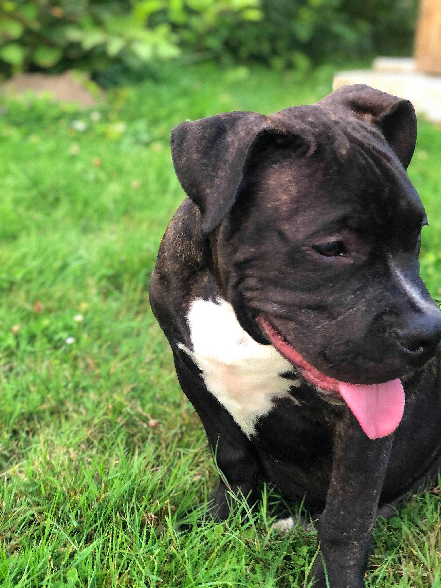 Chivas a rejoint le concours — aidez-le/la à gagner de superbes lots ! alaunt, american_pit_bull_terrier, american_staffordshire_terrier, bandog, canidae, carnivore, dog, dog_breed, fawn, grass, mammal, molosser, non_sporting_group, pit_bull, plant, rare_breed_dog, snout, sporting_group, staffordshire_bull_terrier, vertebrate