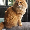 cat, ginger_cat, fluffy, long_hair, feline, pet, animal, sitting, couch, blanket, indoors, window, curtains, sunlight, portrait, orange_fur, whiskers, ears, cozy, home
