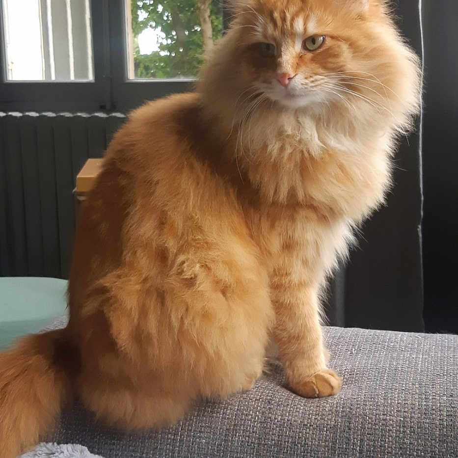 Eagle participe au concours pour gagner de l'argent avec cette photo : cat, ginger_cat, fluffy, long_hair, feline, pet, animal, sitting, couch, blanket, indoors, window, curtains, sunlight, portrait, orange_fur, whiskers, ears, cozy, home