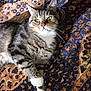 animal, cat, cozy, cute, domestic_animal, feline, fur, green_eyes, indoor, laying_down, oriental_rug, patterned_rug, paw, pet, relaxed, resting, soft_light, striped_fur, tabby_cat, whiskers