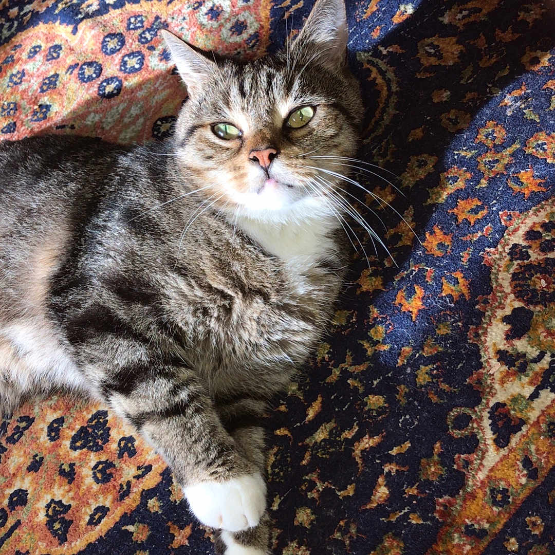 Koukie participe au concours pour gagner de l'argent avec cette photo : animal, cat, cozy, cute, domestic_animal, feline, fur, green_eyes, indoor, laying_down, oriental_rug, patterned_rug, paw, pet, relaxed, resting, soft_light, striped_fur, tabby_cat, whiskers